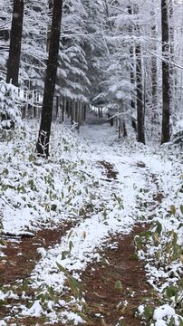 雪降る小径