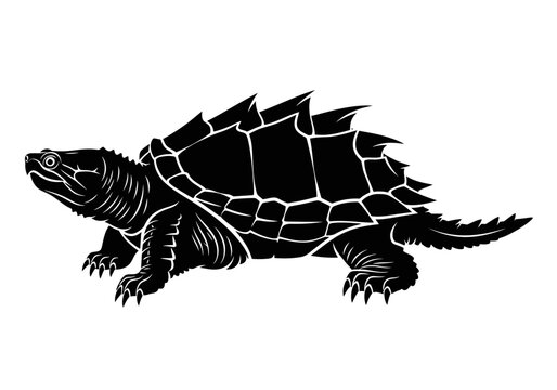 Alligator Snapping Turtle Side Profile.