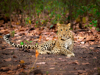 Wild elegance in its purest form — a rare moment with a majestic leopard resting deep inside the forests of Rajaji National Park, India. © shailesh
