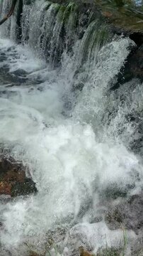 ,European chub Squalius cephalus leaping upstream through waterfall rapids in fast mountain river. Freshwater fish fighting strong current during upstream migration in rocky river habitat.