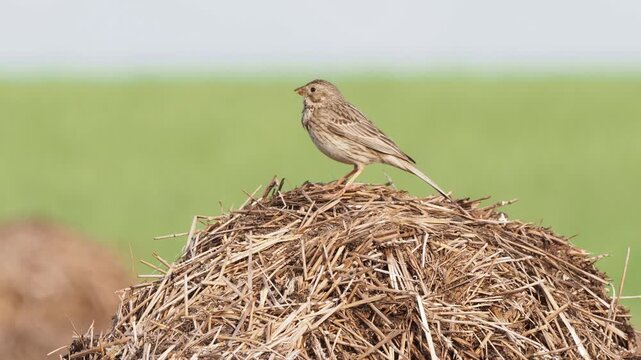Corn bunting singing from a straw pile, Emberiza calandra