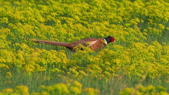 A male common pheasant (Phasianus colchicus) calling on meadow in May
