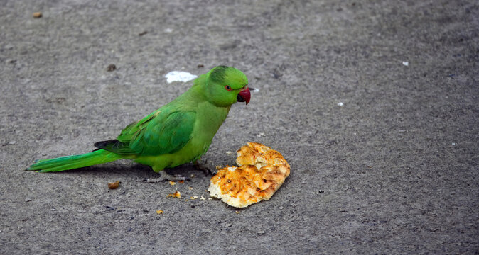 Rose ringed parakeet eating bread asphalt ground. Urban wildlife photography capturing green parrot feeding on leftover food crumbs inside city park street ideal for veterinary articles bird behavior 