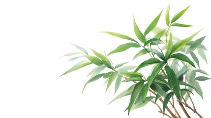 Fototapeta premium bamboo,corner,chinese watercolor,white background -