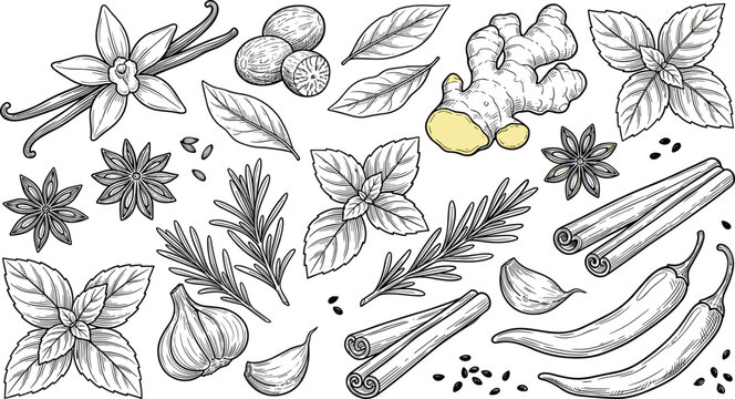 Hand Drawn Culinary Herbs and Spices Botanical Engraving Vector Illustration Set with Ginger, Cinnamon, Chili, Basil, Mint, Vanilla, and Rosemary for Recipe Branding