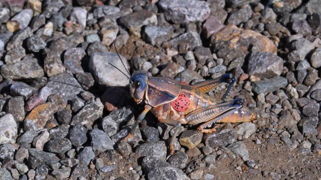 The video shows a womanizer grasshopper (Brachystola magna).