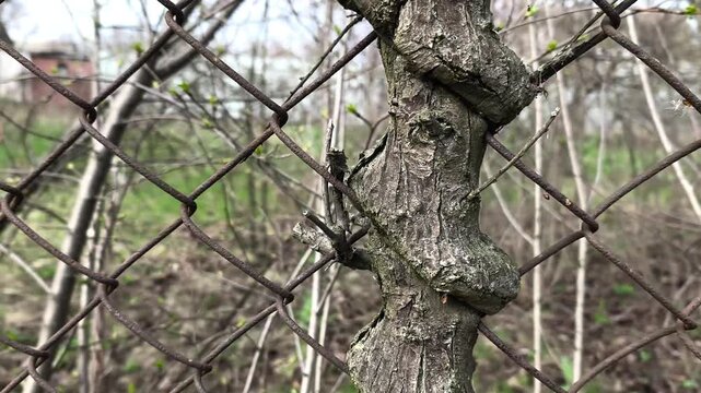 tree trunk embedded into wire fence with bark expanding around metal mesh, tree integrating with rigid structure, closeup texture of wood and steel, natural environment, concept of strength,adaptation
