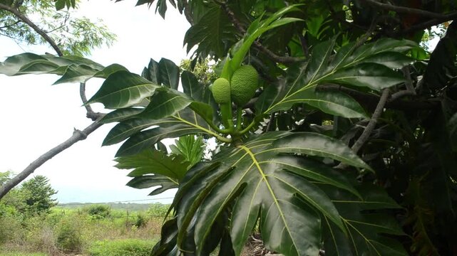 Green Breadfruit Growing on Swaying Branch in Light Wind