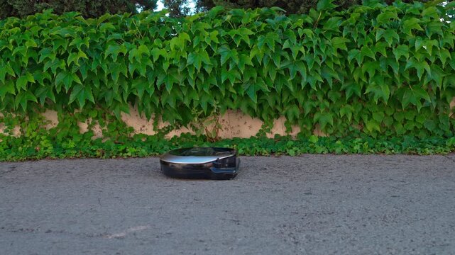 Smart robot vacuum cleaner running outdoors on grey asphalt driveway in front of dense green ivy hedge wall, modern home automation technology concept.