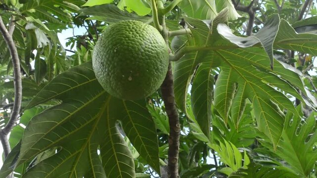Breadfruit on a Slender Branch 