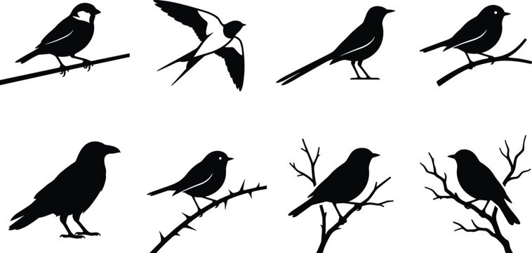 Collection of Different Bird Silhouettes Set Featuring Sparrows Swallow Raven and Songbirds Perching on Tree Branches for Nature Design Layouts