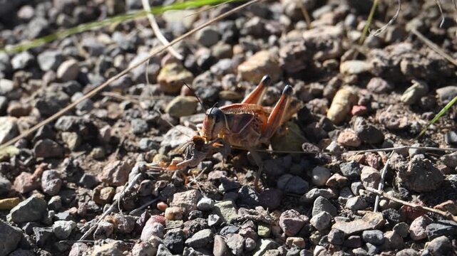 The insect depicted appears to be a Plains Lubber Grasshopper (Brachystola magna).