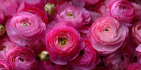 Naklejka premium Top-Down View of Pink Ranunculus Flowers with Green Centers