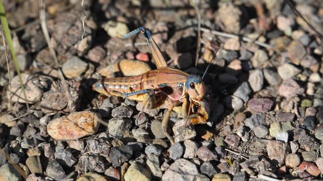 The insect depicted appears to be a Plains Lubber Grasshopper (Brachystola magna).