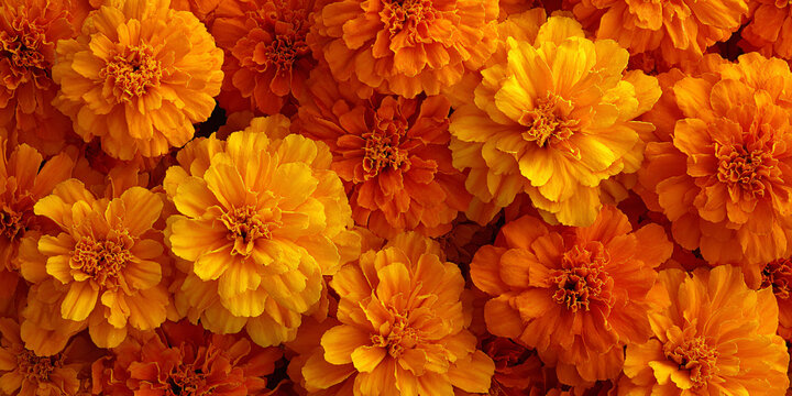 Top-Down View of Orange Marigold Flowers Filling Frame
