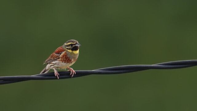 Cirl bunting on wire, Emberiza cirlus, birds of Montenegro