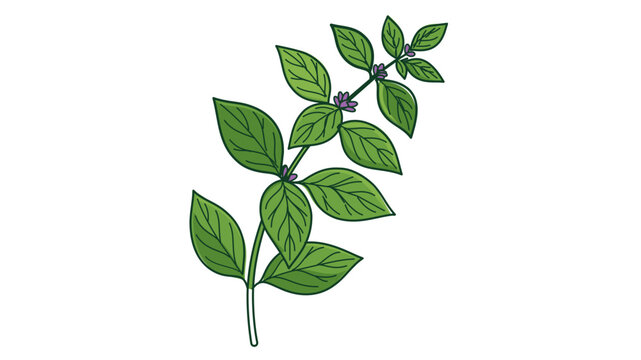 Colorful line vector illustration of a mint herb plant with green leaves and purple flowers; features an editable stroke, thin line, customizable line weight, adjustable stroke, and stroke weight.