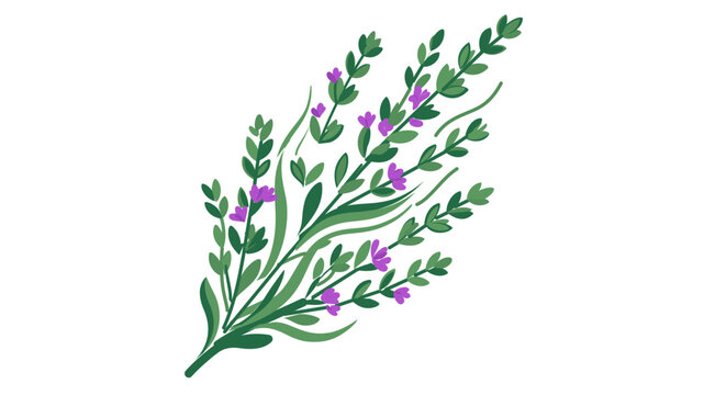 Medicinal oregano herb sprig vector art featuring emerald foliage and violet blossoms, providing modifiable outlines and varying path thicknesses for professional graphic projects.