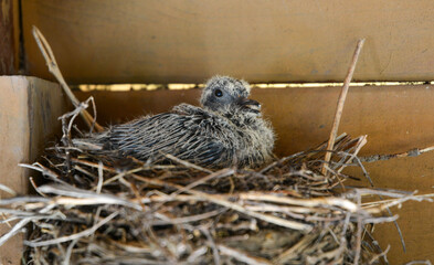 Mother Morning Dove on her Nest and her Chick © Jonathan