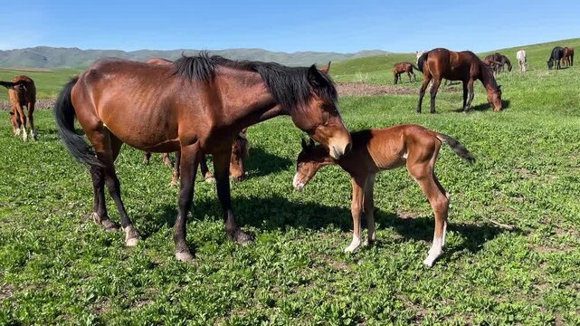 Foal and a mare graze on a green pasture with a herd of horses in the countryside. Concept of rural life and animal care.