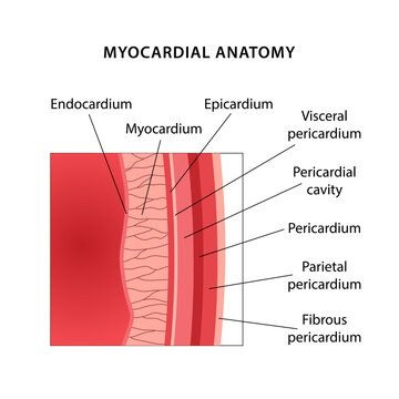 Myocardial anatomy. Medical illustration of a myocardial section with labels for the layers. Vector illustration in flat style isolated on a white background.