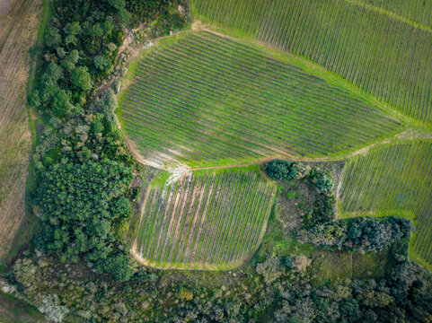Aerial view of neatly arranged vineyard rows surrounded by dense green trees and rural paths Ribamar, Portugal.