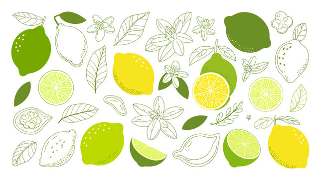 lemon and lime illustration with leaves and blossoms green and yellow