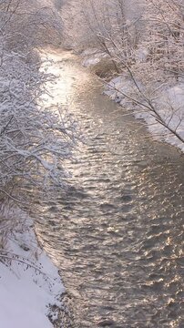 着雪した木と川