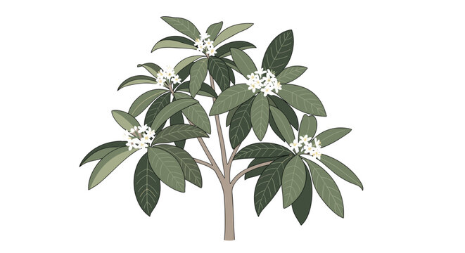 Flowering shrub illustration with clusters of tiny white flowers and large dark green leaves on white background.