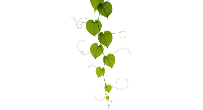 Green vine with heartshaped leaves isolated on transparent background