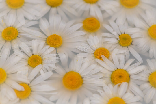 abstract minimalist art with daisies in water