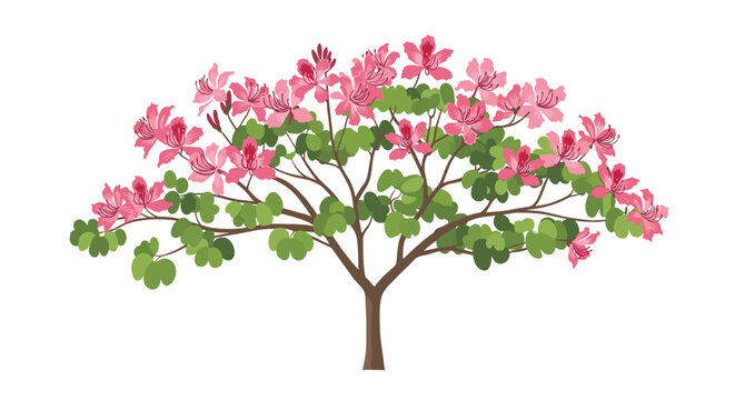 Tree with pink blossoms and distinct two-lobed leaves features a graceful and airy canopy in this detailed nature illustration.