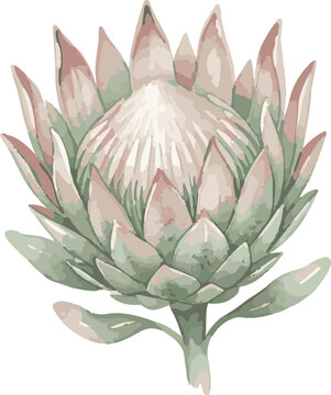 Elegant King Protea Botanical Illustration Isolated on Black