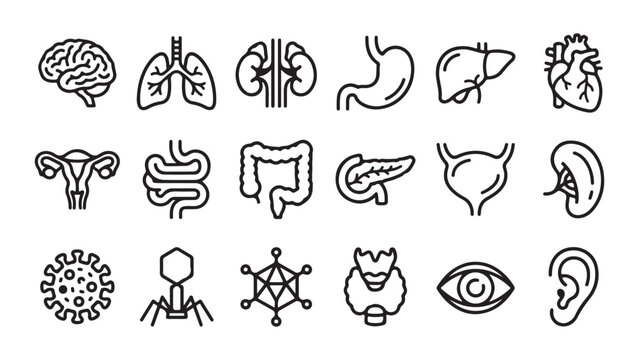 Set of Human Internal Organs and Biological Icons in Line Art Style