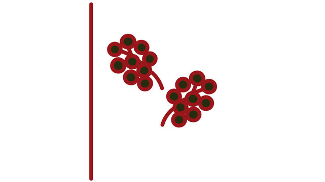 Vibrant Vector Icon Illustration of a Thimbleberry Branch with Clusters of Wild Berries, Featuring an Editable Stroke and Adjustable Line Weight for Customizable Design on White Background.