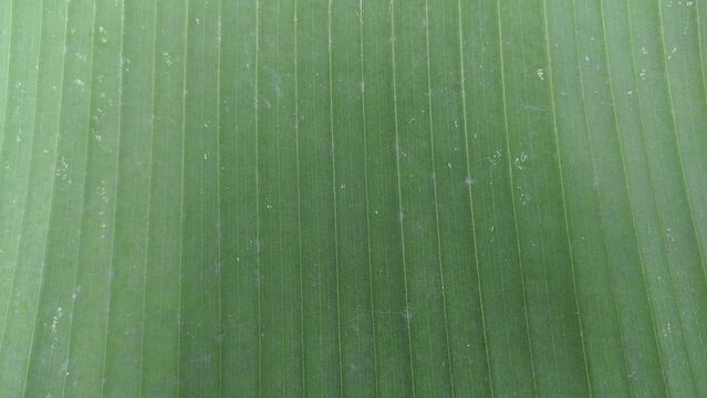 Green banana leaf texture background with natural parallel veins pattern. Offers ample copy space for text placement. Perfect for background, wallpaper, text overlay, graphic design