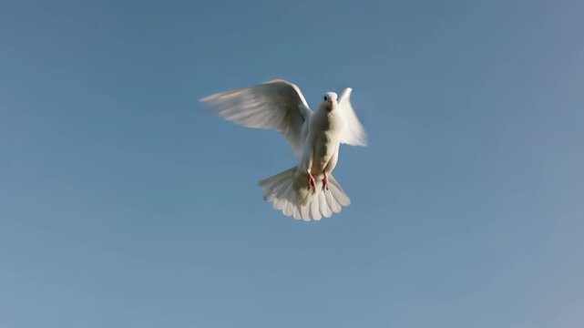 White pigeon taking flight from human hand into clear blue sky. Bird spreading wings and flying away. Low angle wide shot.