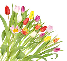 Obraz premium A bunch of colorful, assorted tulips in the corner