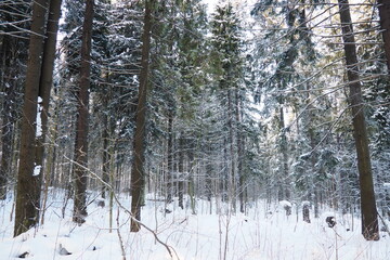 Fototapeta premium Snow lies thick on the ground in a forest in Taiga Karelia. Tall spruce and fir trees stretch up, their branches heavy with snow. The scene shows the stillness of winter in the woods
