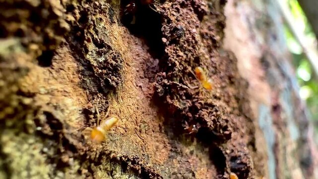  Macro video of termites crawling through decayed tree bark in a natural forest environment. Detailed close-up footage showing insect activity, wood texture, and organic ecosystem behavior.