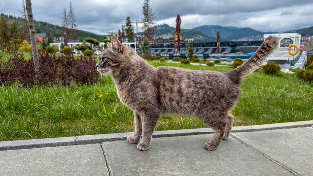 A tabby cat stands on a paved path with a resort and mountains in the background