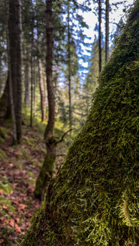 Close-up view of moss covering a tree trunk in a sunlit forest
