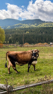 Brown cow standing in a green grassy field with forested mountains in the background