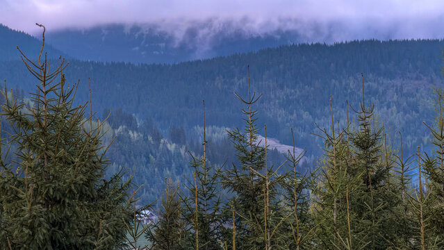Misty mountain forest landscape with evergreen trees in the foreground