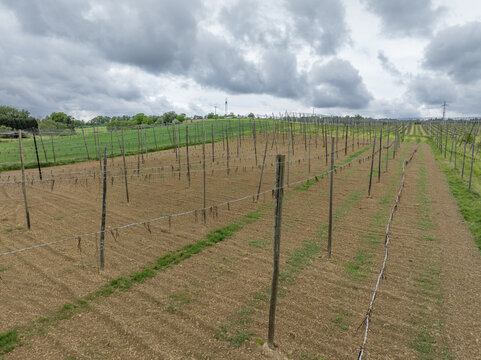 Aerial view of a hop field with wooden poles and wire trellises under a cloudy sky in Aiglsbach, Bavaria, Germany.