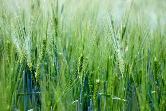 Barley Hordeum vulgare field showing young, green cereal spikes with long, characteristic awns. Annual grass stems stand erect in dense rural landscape, showcasing detailed botanical grain growth.