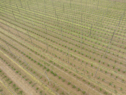Aerial view of rows of young hop plants growing along tall wooden poles and wire trellises in a vast agricultural field in Aiglsbach, Bavaria, Germany.