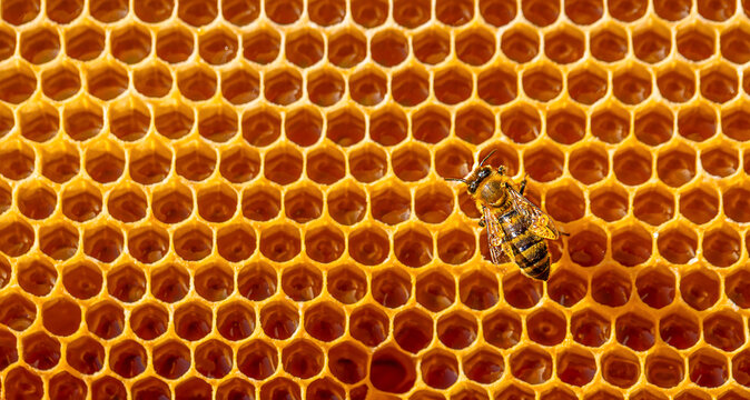 Honey bee on golden honeycomb texture background, macro closeup of natural beekeeping pattern