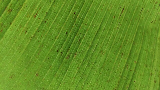 Green banana leaf texture with detailed parallel veins and natural brown spots. Organic tropical background with ample copy space, perfect for background, wallpaper, text overlay and design element