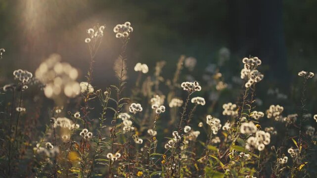 Fluffy wild seed heads glow beautifully in warm evening sunlight, with dramatic backlighting and soft bokeh creating a dreamy, peaceful atmosphere.